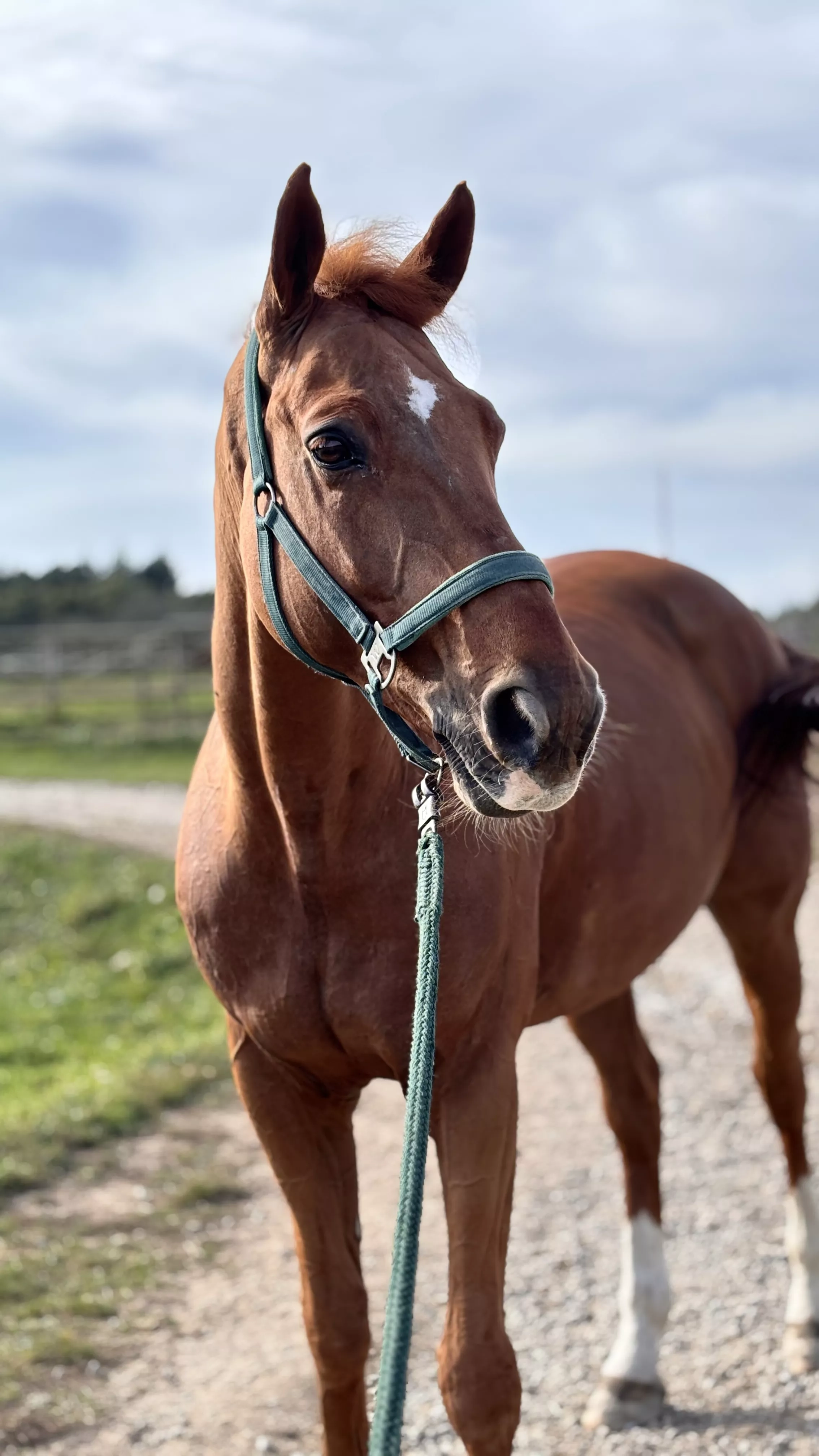 Équipement d’équitation en boutique équestre à Vannes en Morbihan